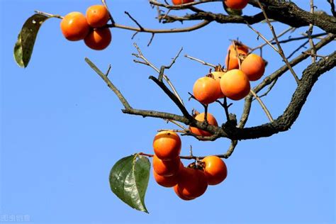 家門前有樹|門前種樹好嗎？